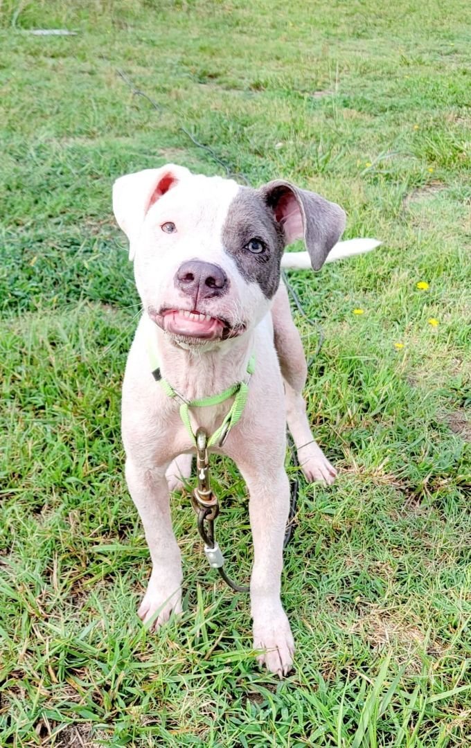 adoptable Dog in Earl, NC named Demi