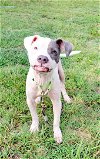 adoptable Dog in earl, NC named Demi