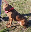 adoptable Dog in earl, NC named Nester