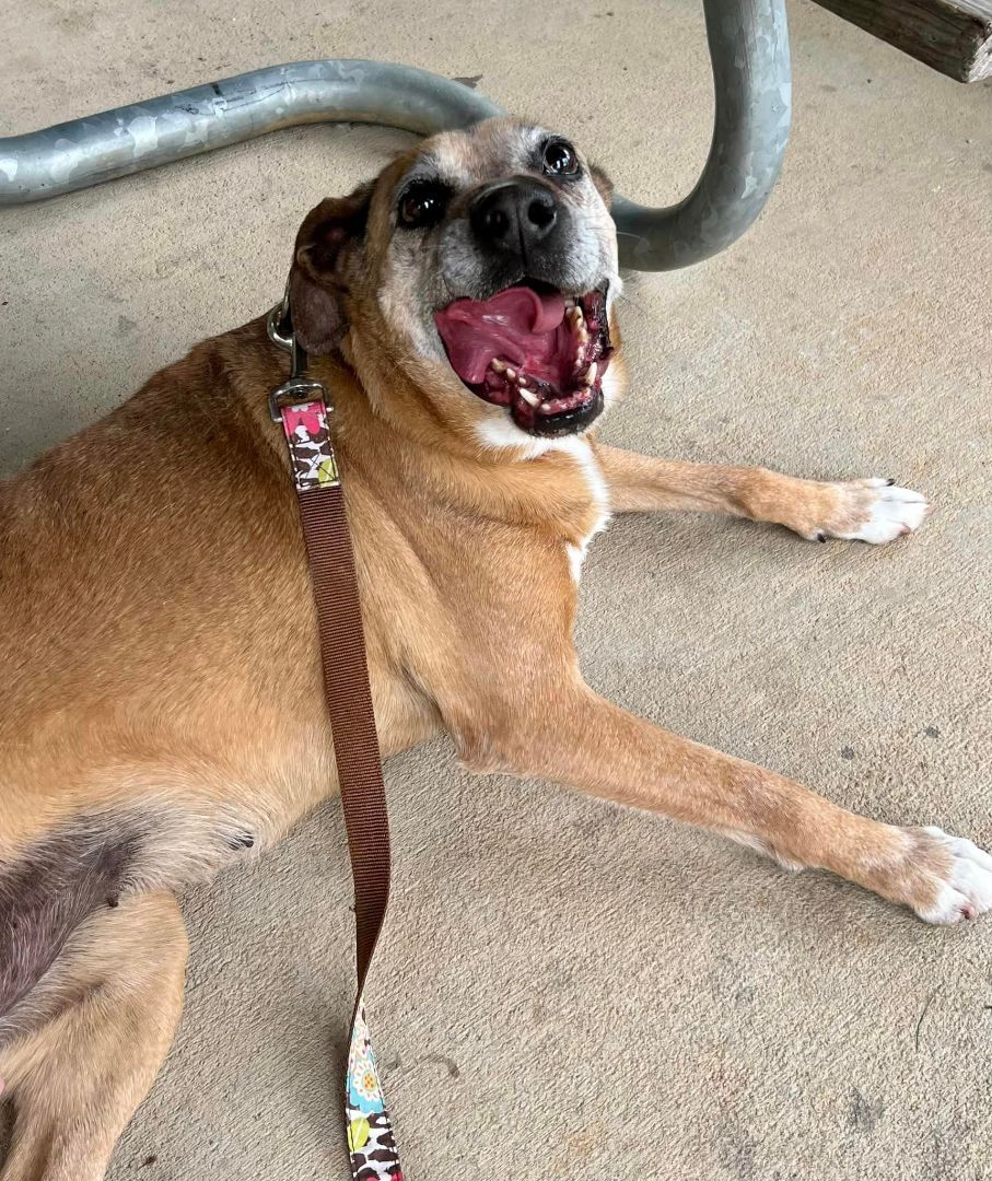 adoptable Dog in Earl, NC named Missy