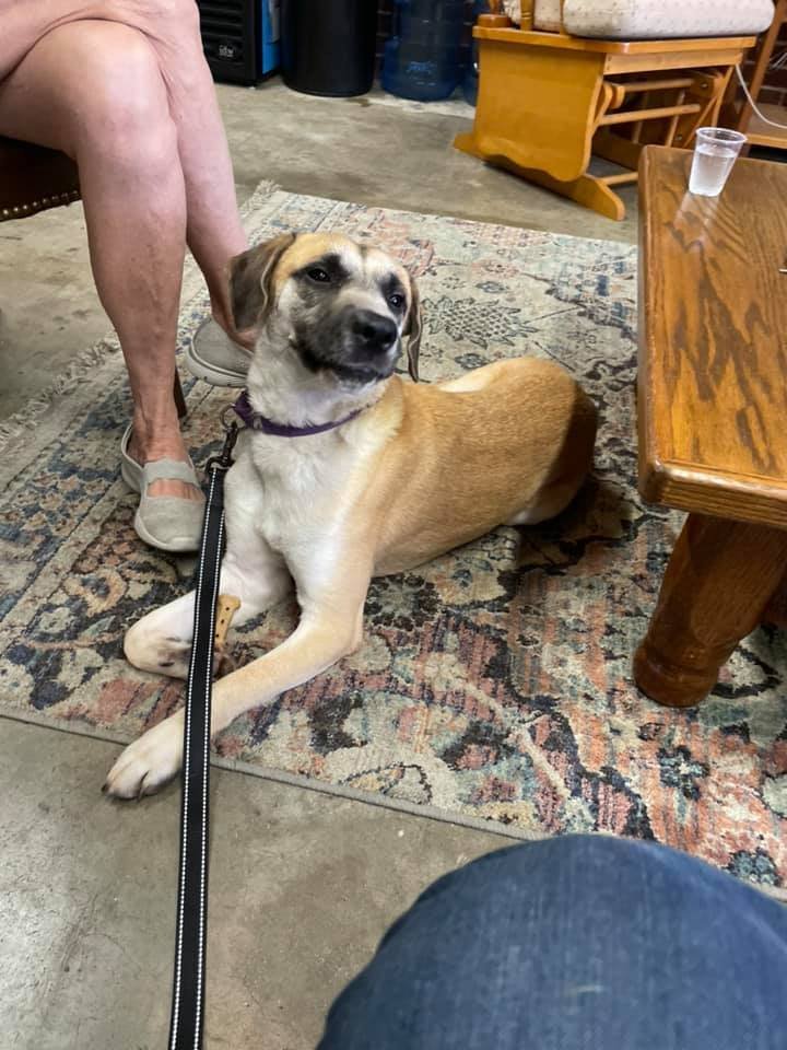 adoptable Dog in Earl, NC named Stevie Wonder