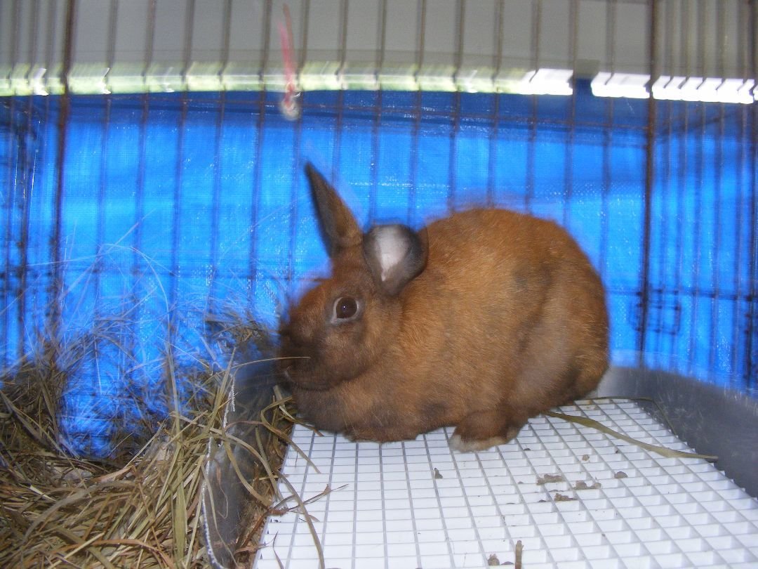 adoptable Rabbit in East Syracuse, NY named Argon