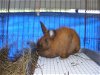 adoptable Rabbit in  named Argon