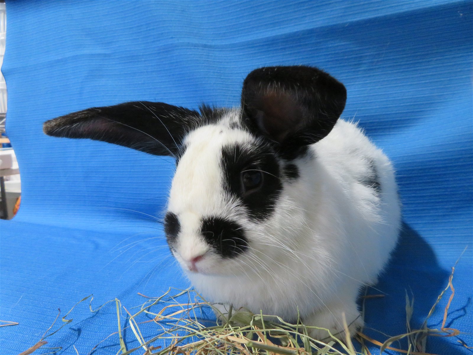 adoptable Rabbit in East Syracuse, NY named Yttrium