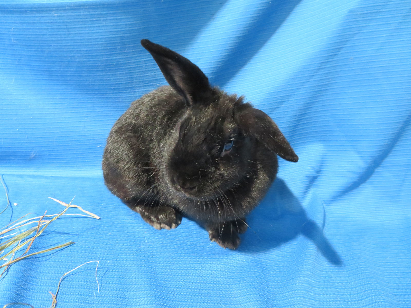 adoptable Rabbit in East Syracuse, NY named Rubidium