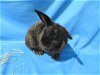 adoptable Rabbit in syracuse, NY named Rubidium