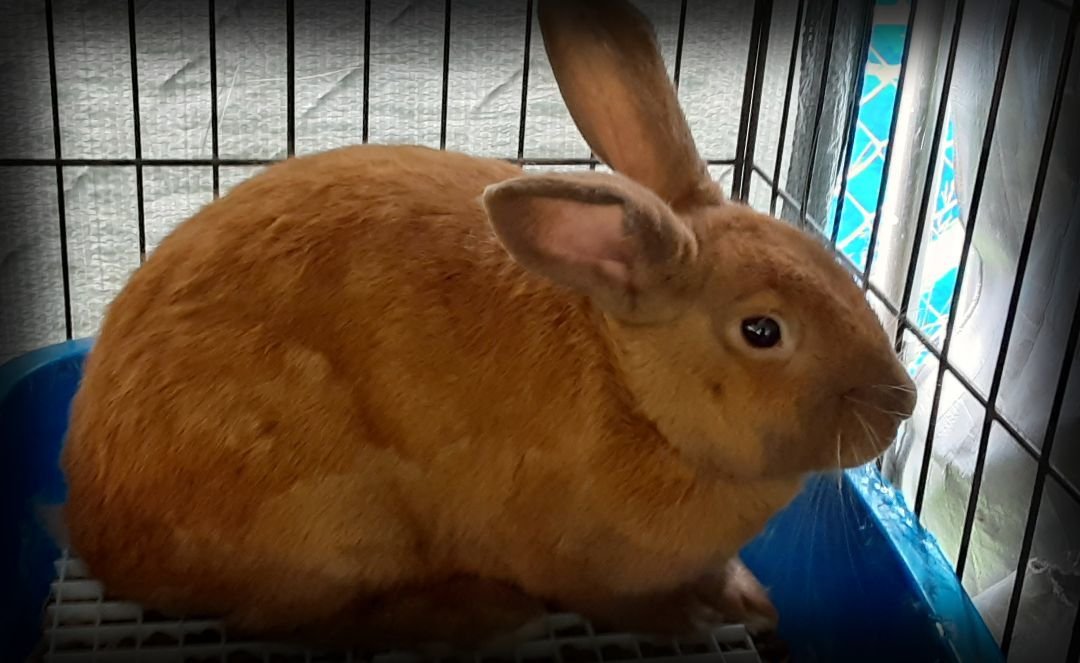 adoptable Rabbit in East Syracuse, NY named Surplus