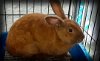 adoptable Rabbit in syracuse, NY named Surplus