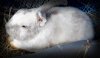 adoptable Rabbit in syracuse, NY named Agrestal