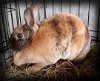 adoptable Rabbit in  named Quirky