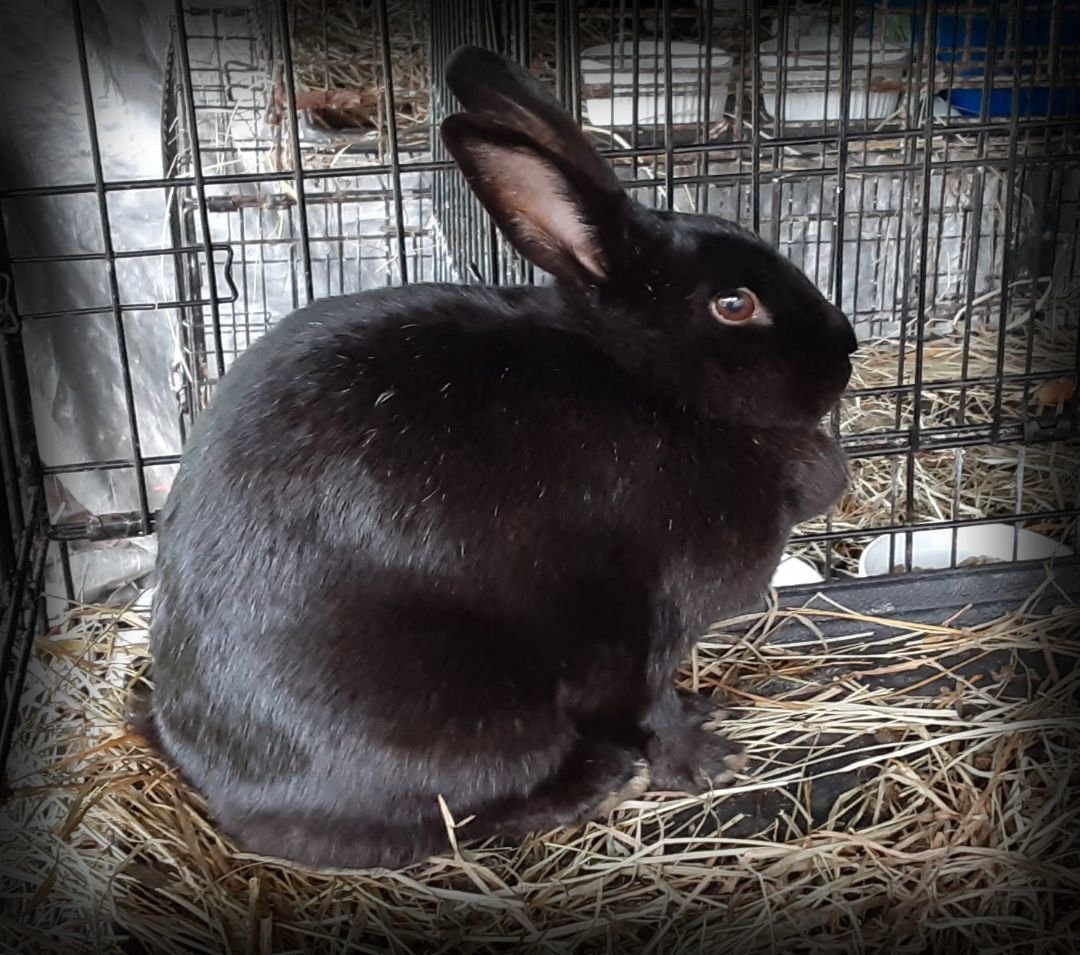 adoptable Rabbit in East Syracuse, NY named Xenial
