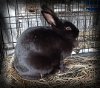adoptable Rabbit in  named Xenial