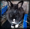 adoptable Rabbit in  named Graceful