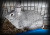 adoptable Rabbit in  named Peaceful