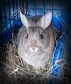 adoptable Rabbit in east syracuse, NY named Funny