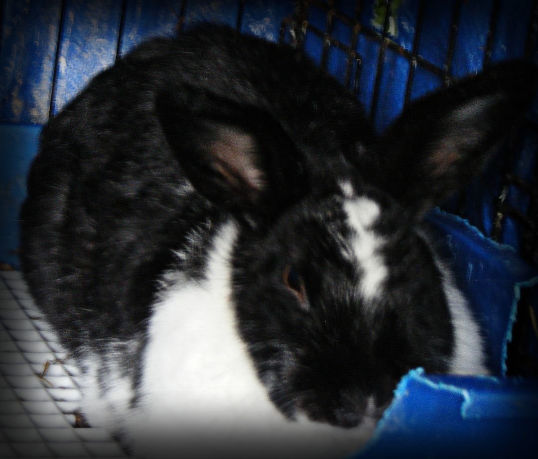 adoptable Rabbit in East Syracuse, NY named Proficent