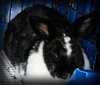 adoptable Rabbit in  named Proficent
