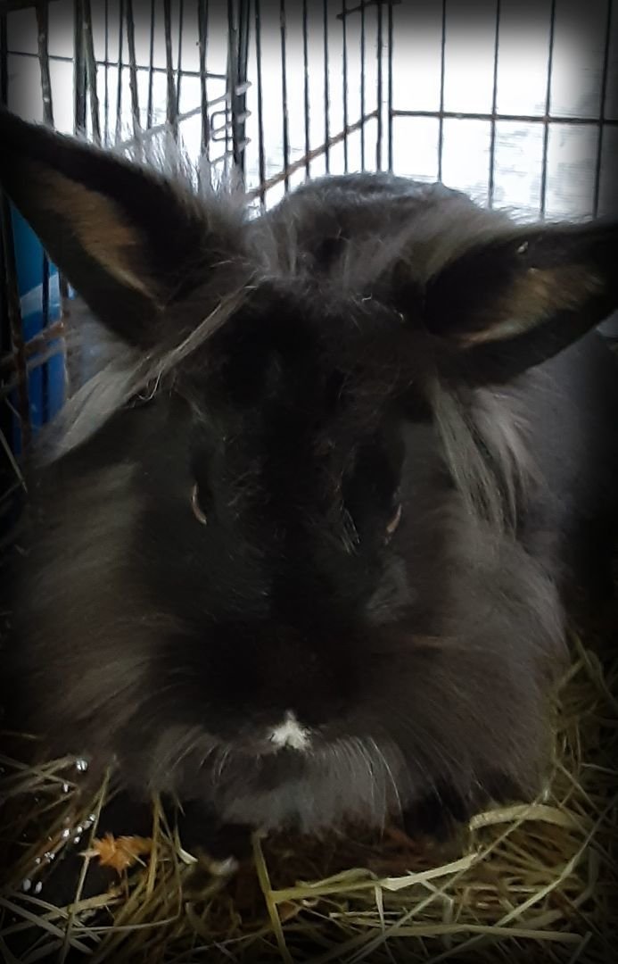adoptable Rabbit in East Syracuse, NY named Noble