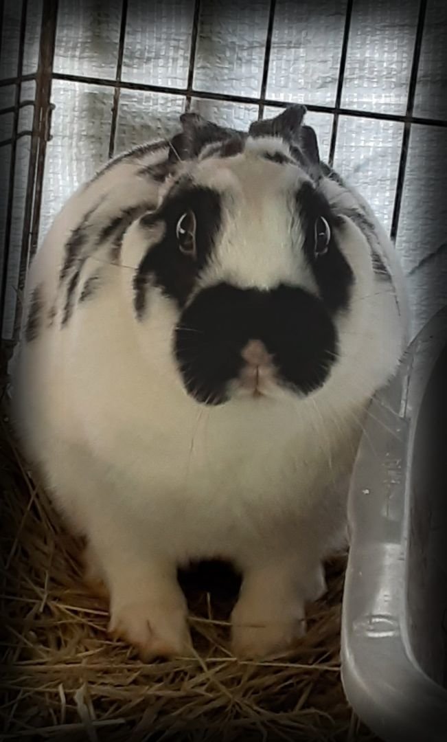 adoptable Rabbit in East Syracuse, NY named Jolly