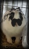 adoptable Rabbit in  named Jolly