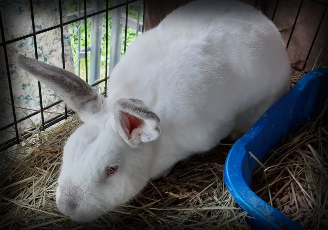 adoptable Rabbit in East Syracuse, NY named Splendid