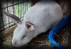 adoptable Rabbit in  named Splendid