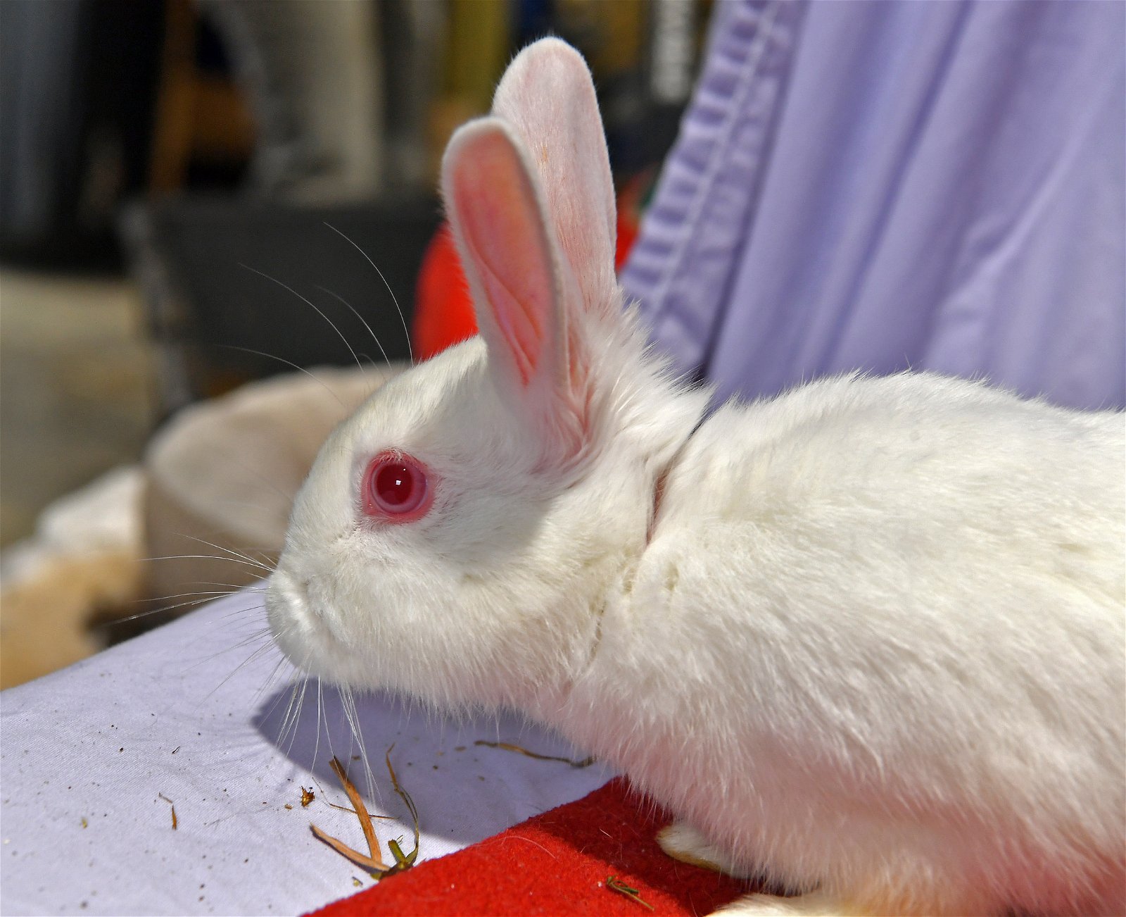 adoptable Rabbit in East Syracuse, NY named Meep