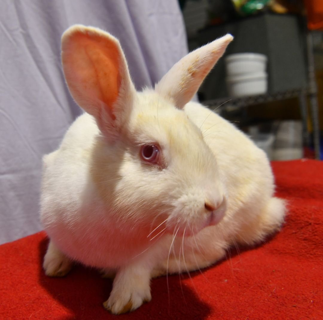 adoptable Rabbit in East Syracuse, NY named Beep!