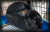 adoptable Rabbit in syracuse, ny, NY named Independent