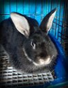adoptable Rabbit in east syracuse, NY named Honest