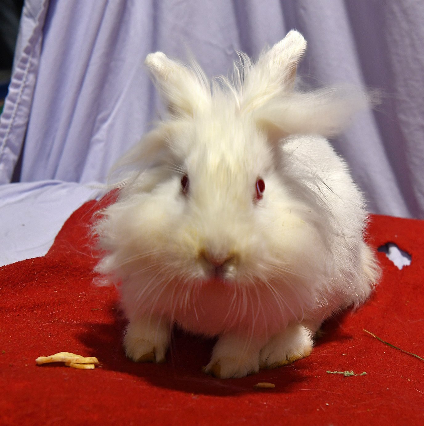 adoptable Rabbit in East Syracuse, NY named Toot!
