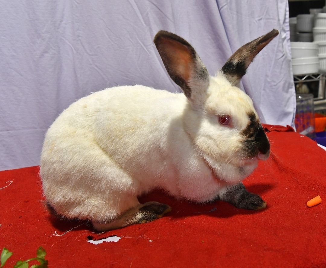 adoptable Rabbit in East Syracuse, NY named Beautiful