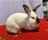 adoptable Rabbit in syracuse, NY named Beautiful