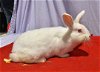 adoptable Rabbit in  named Honk!
