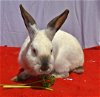adoptable Rabbit in east syracuse, NY named Happy