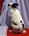 adoptable Rabbit in syracuse, NY named Enchanting