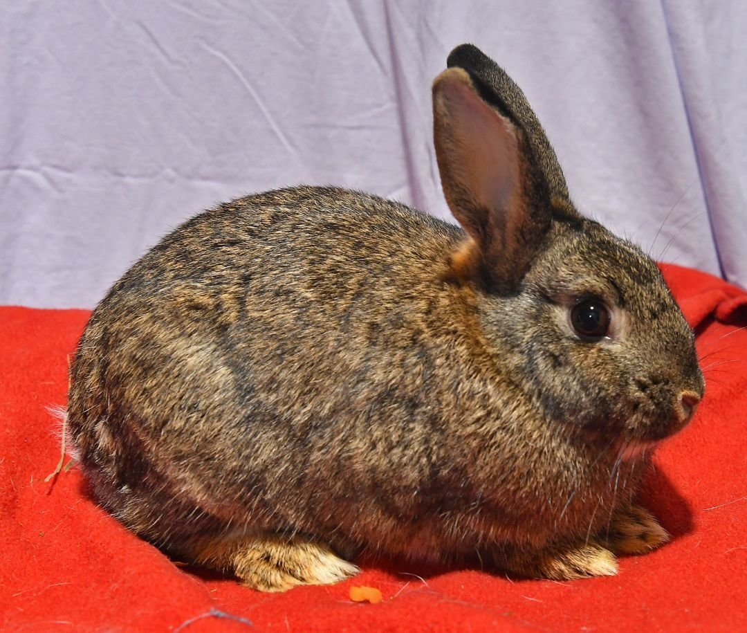 adoptable Rabbit in East Syracuse, NY named Kind