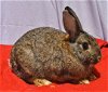 adoptable Rabbit in syracuse, NY named Kind
