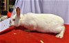 adoptable Rabbit in east syracuse, NY named Gorgeous