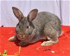 adoptable Rabbit in  named Humble