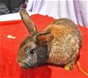 adoptable Rabbit in , NY named Floppy