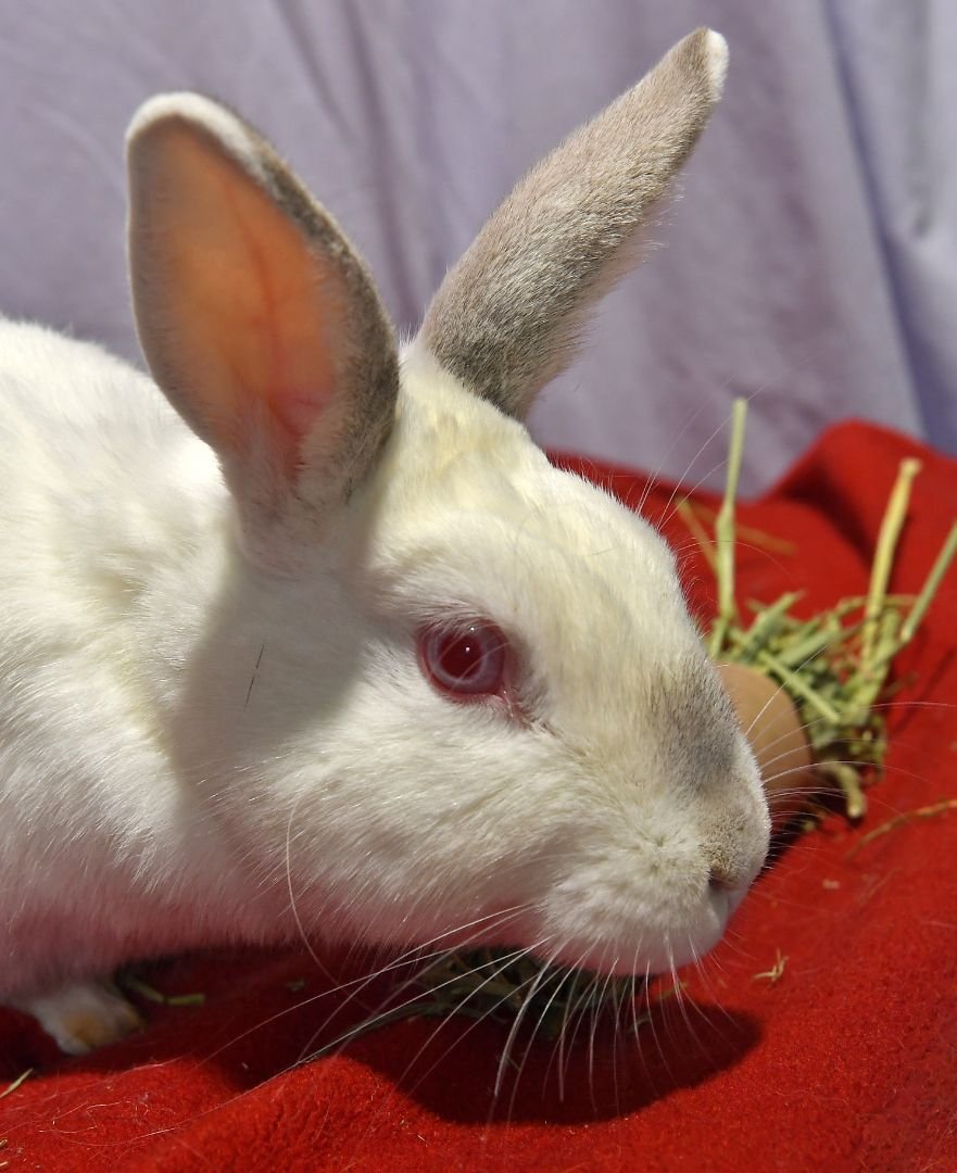 adoptable Rabbit in East Syracuse, NY named Goal!