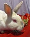 adoptable Rabbit in  named Goal!