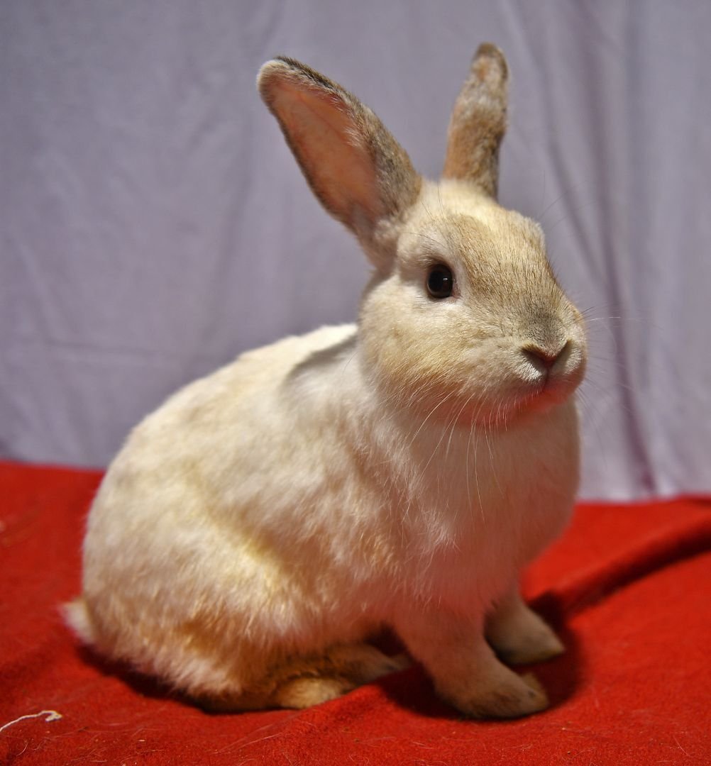 adoptable Rabbit in East Syracuse, NY named Silly
