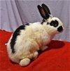 adoptable Rabbit in  named Playful