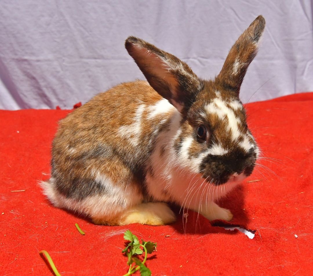 adoptable Rabbit in East Syracuse, NY named Adorable