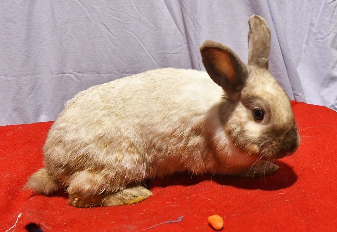 adoptable Rabbit in East Syracuse, NY named Lucky