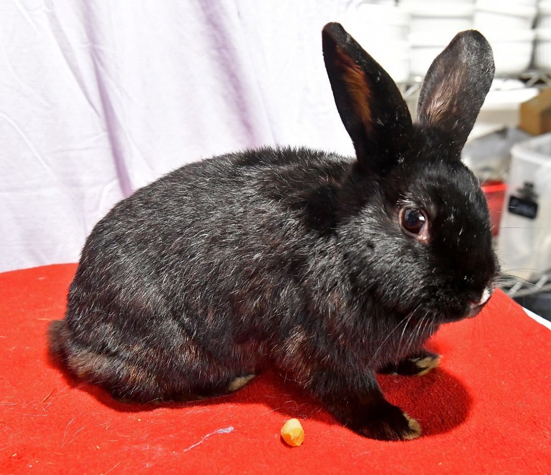 adoptable Rabbit in East Syracuse, NY named Magnificent