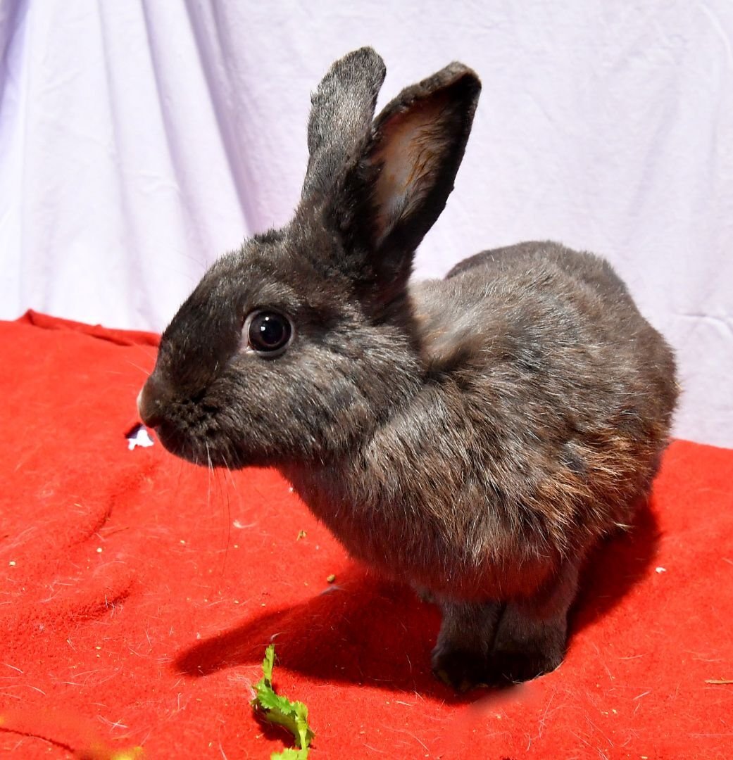 adoptable Rabbit in East Syracuse, NY named Dashing