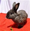 adoptable Rabbit in  named Dashing